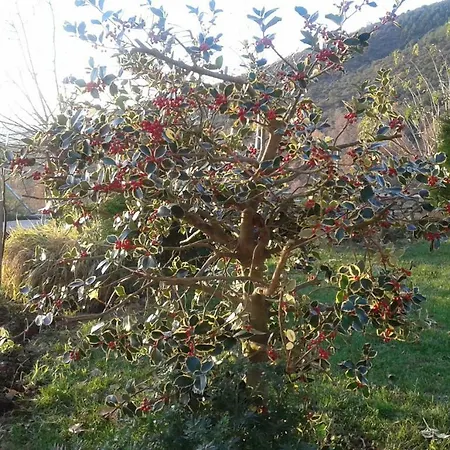 Casa Rural La Candea * Tejedo